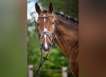 Westfaal, Ruin, 5 Jaar, 172 cm, Bruin