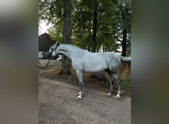 Westfaal, Ruin, 5 Jaar, 172 cm, Schimmel