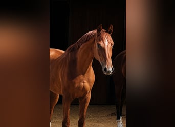 Westfaal, Ruin, 5 Jaar, 172 cm, Vos