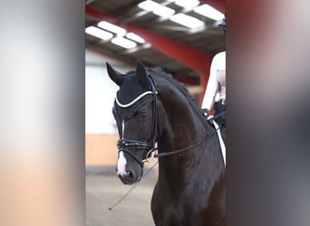 Westfaal, Ruin, 5 Jaar, 172 cm, Zwart
