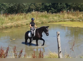 Westfaal, Ruin, 5 Jaar, 172 cm, Zwart