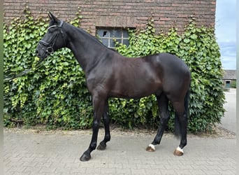 Westfaal, Ruin, 5 Jaar, 172 cm, Zwart