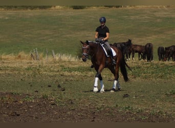 Westfaal, Ruin, 5 Jaar, 173 cm, Bruin