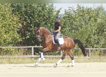Westfaal, Ruin, 5 Jaar, 173 cm, Bruin