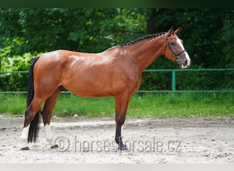 Westfaal, Ruin, 5 Jaar, 173 cm, Bruin