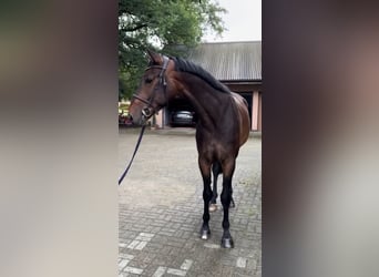 Westfaal, Ruin, 5 Jaar, 173 cm, Bruin