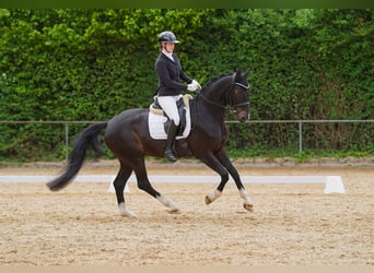 Westfaal, Ruin, 5 Jaar, 174 cm, Donkerbruin