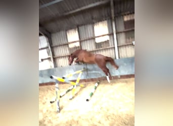 Westfaal, Ruin, 5 Jaar, 174 cm, Vos