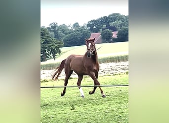 Westfaal, Ruin, 5 Jaar, 174 cm, Vos