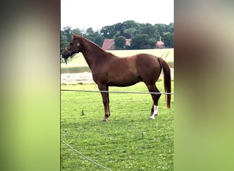 Westfaal, Ruin, 5 Jaar, 174 cm, Vos