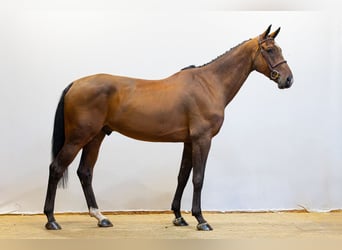 Westfaal, Ruin, 5 Jaar, 175 cm, Bruin