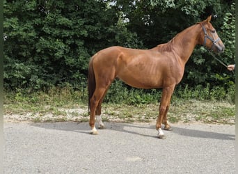 Westfaal, Ruin, 5 Jaar, 175 cm, Vos