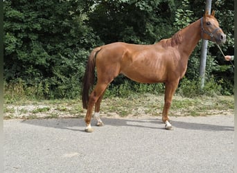 Westfaal, Ruin, 5 Jaar, 175 cm, Vos