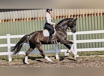 Westfaal, Ruin, 5 Jaar, 177 cm, Donkere-vos