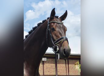 Westfaal, Ruin, 5 Jaar, 178 cm, Donkerbruin