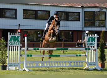 Westfaal, Ruin, 5 Jaar, 178 cm, Vos