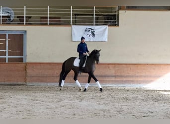 Westfaal, Ruin, 5 Jaar, 179 cm, Bruin