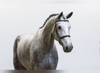 Westfaal, Ruin, 5 Jaar, 180 cm