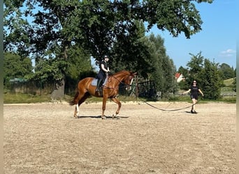 Westfaal, Ruin, 5 Jaar, 183 cm, Vos