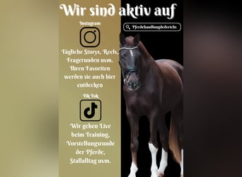 Westfaal, Ruin, 5 Jaar, 185 cm, Donkere-vos