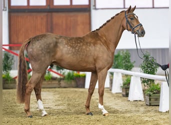 Westfaal, Ruin, 5 Jaar, Bruin