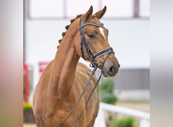 Westfaal, Ruin, 5 Jaar, Bruin