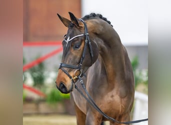 Westfaal, Ruin, 5 Jaar, Bruin