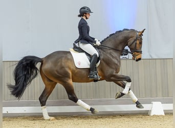 Westfaal, Ruin, 5 Jaar, Bruin