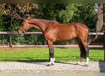 Westfaal, Ruin, 5 Jaar, Bruin
