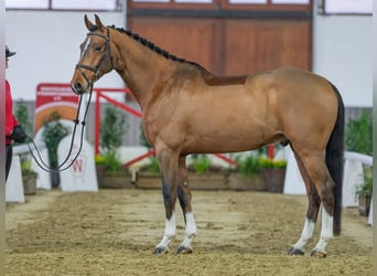 Westfaal, Ruin, 5 Jaar, Bruin