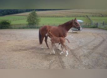 Westfaal, Ruin, 5 Jaar, Vos