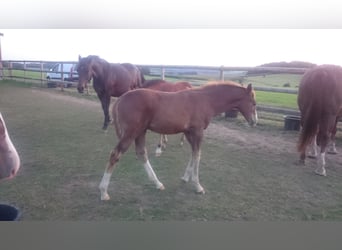Westfaal, Ruin, 5 Jaar, Vos