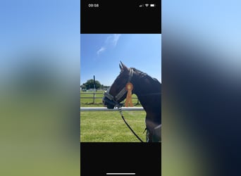 Westfaal, Ruin, 6 Jaar, 160 cm, Bruin