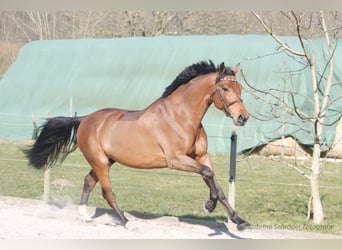 Westfaal, Ruin, 6 Jaar, 163 cm, Bruin