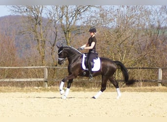 Westfaal, Ruin, 6 Jaar, 164 cm, Zwart