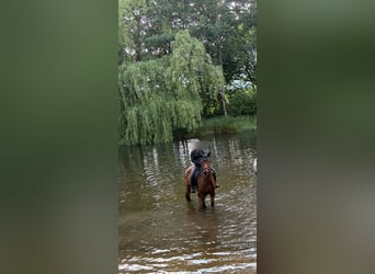 Westfaal, Ruin, 6 Jaar, 165 cm, Bruin