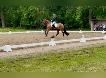 Westfaal, Ruin, 6 Jaar, 165 cm, Bruin