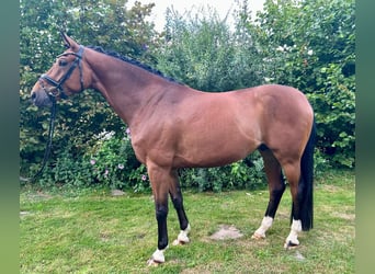 Westfaal, Ruin, 6 Jaar, 165 cm, Bruin