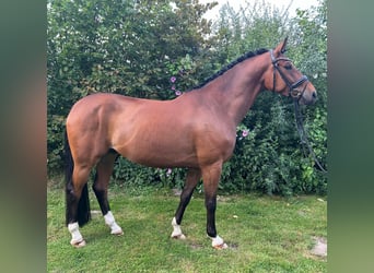 Westfaal, Ruin, 6 Jaar, 165 cm, Bruin