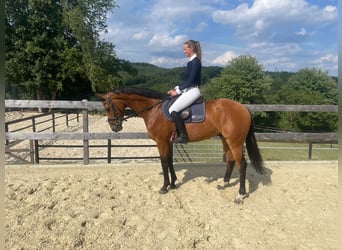 Westfaal, Ruin, 6 Jaar, 165 cm, Bruin