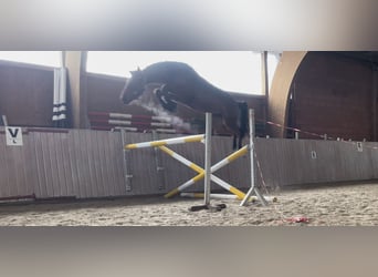 Westfaal, Ruin, 6 Jaar, 165 cm, Bruin