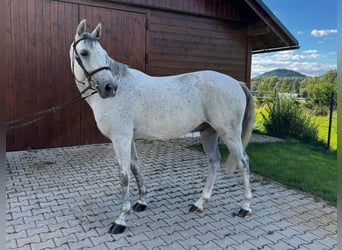 Westfaal, Ruin, 6 Jaar, 165 cm, Schimmel