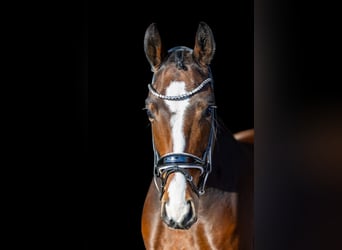 Westfaal, Ruin, 6 Jaar, 166 cm, Bruin