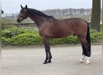 Westfaal, Ruin, 6 Jaar, 167 cm, Bruin
