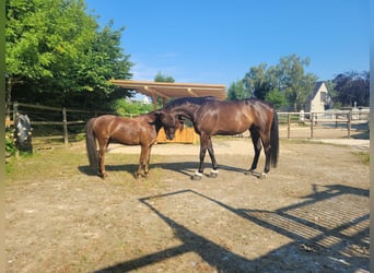 Westfaal, Ruin, 6 Jaar, 167 cm, Bruin