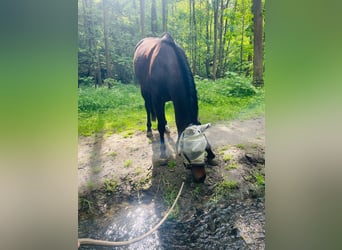 Westfaal, Ruin, 6 Jaar, 167 cm, Bruin
