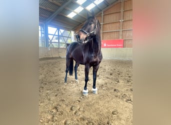 Westfaal, Ruin, 6 Jaar, 167 cm, Bruin
