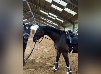 Westfaal, Ruin, 6 Jaar, 167 cm, Bruin