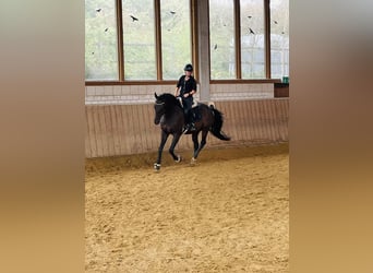 Westfaal, Ruin, 6 Jaar, 167 cm, Bruin