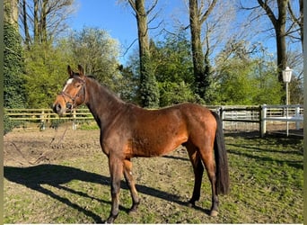 Westfaal, Ruin, 6 Jaar, 167 cm, Bruin